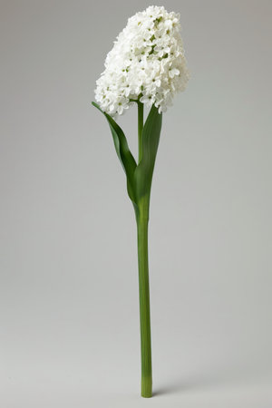 Elegant botanical illustration of white flowers against a soft gray backdrop for artistic appealの素材