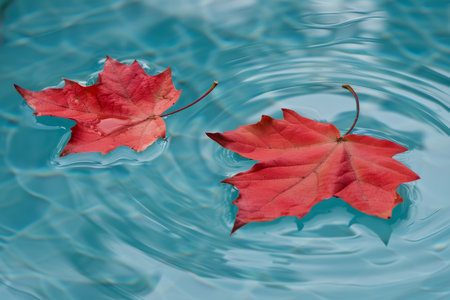 Vibrant red maple leaves gracefully drifting on serene teal colored water surfaceの素材