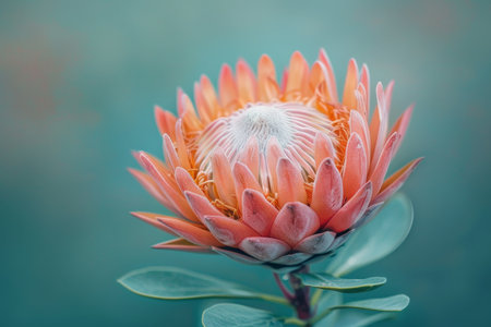 Vibrant red protea flower with spiky petals against a striking teal background for bold contrastの素材
