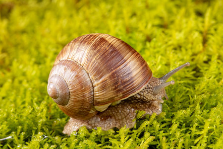 A macro view of a grape snail on vibrant green moss, showing intricate shell details and natural textures from multiple angles, emphasizing its unique beauty in a serene environment.の写真素材