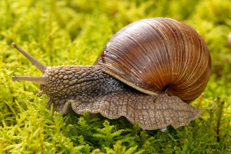 Macro photo series of a grape snail from different angles on a mossy ground. The intricate shell details and vibrant moss create a stunning natural composition.の写真素材