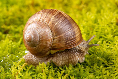 This captivating macro imagery of a grape snail captures intricate details from multiple angles, beautifully set against a lush, mossy background, highlighting nature's beauty and texture.の写真素材