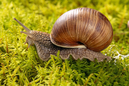 Intricate macro photography of a grape snail on a lush moss background, showing the delicate textures and vibrant colors of nature in stunning detail.の写真素材