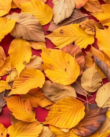 Vibrant autumn leaves bright yellow against a deep red background for nature and art projectsの素材