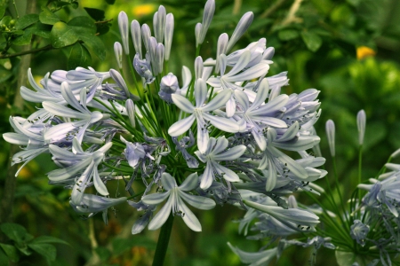 White flower with stripes of purple in each petalの写真素材
