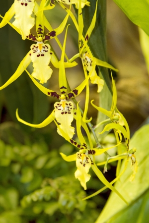 Spider-shaped apple green orchids with spots of dark brown in the center and petalsの写真素材
