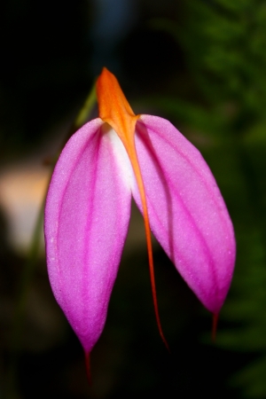 A lavender wing-like petaled orchid with a slim orange petal in the middleの写真素材