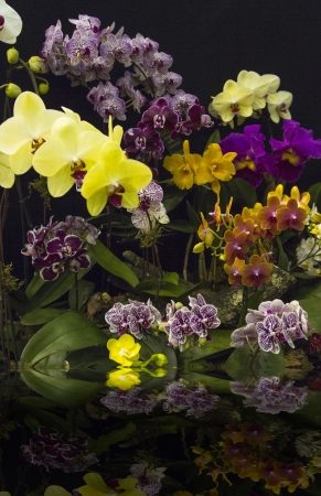 A variety of colorful exquisite orchids with a reflection in the waterの写真素材