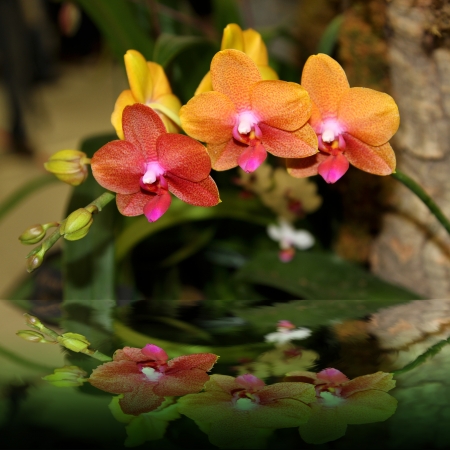 Elegant yellow-orange colored orchids with light pink, yellow and fuschia colors in the middleの写真素材