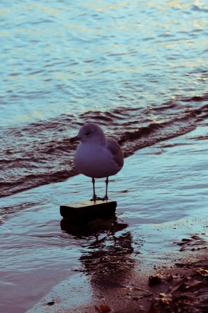 Seagull standing at a small rock by the waterの写真素材