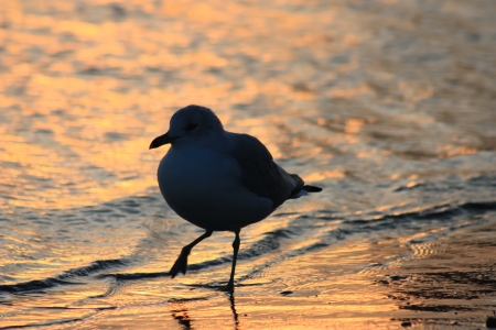 Lone seeagull by the water at sunsetの写真素材
