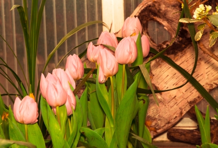 Beautiful pink colored Tulips in the garden, signs of springの写真素材