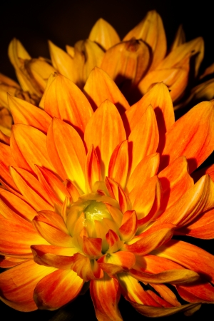Close up shot of an orange flower showing many petalsの写真素材
