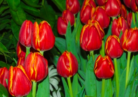 Beautiful bright colored tulips in the garden  signs of springの写真素材