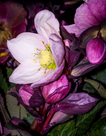 A close up shot of a beautiful flower with light apple green centerの写真素材