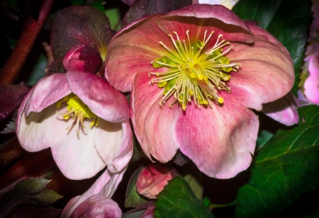 A close up shot of a beautiful flower with light apple green centerの写真素材