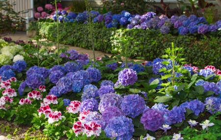 Beautiful flower garden of different floral shapes and colorsの写真素材