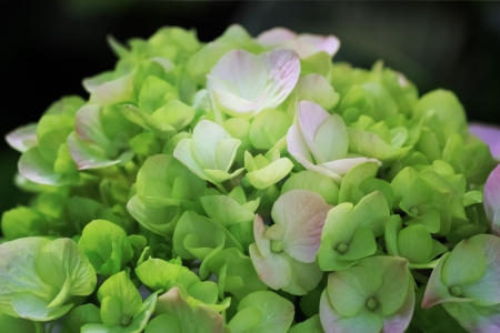 A light-colored hydrangea flower
