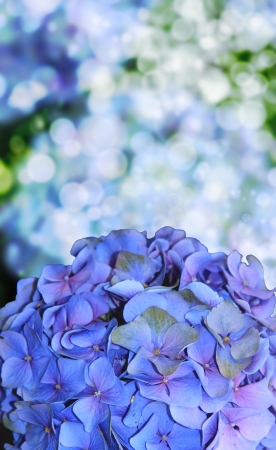 Blue Hydrangea flower with blurry background effectの写真素材