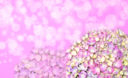 A light-colored hydrangea flower over a blurry pink background