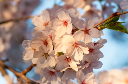 Close up of Cherry blossoms or Sakura flowers in full bloom in spring over a blurry backgroundの写真素材