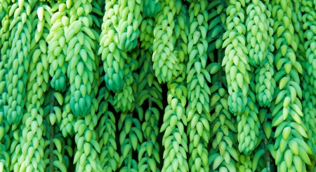 Light green succulent plantsの写真素材