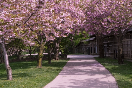 Rows of pink cherry blossom treesの写真素材