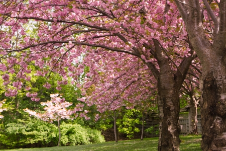 Pink cherry blossom trees in a Japanese gardenの写真素材