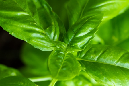 Basil is a culinary herb also known as Ocimum basillicum の写真素材