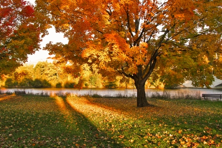 Picturesque Autumn landscape of sunset colored trees and warm colored leaves that covers the groundの写真素材