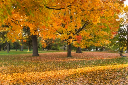 Picturesque Autumn landscape of sunset colored trees and warm colored leaves that covers the groundの写真素材