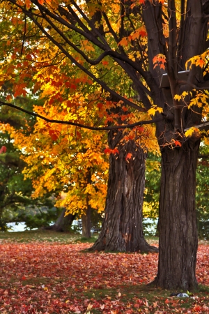 Picturesque Autumn landscape of sunset colored trees and warm colored leaves that covers the groundの写真素材
