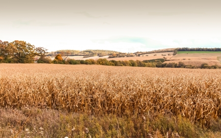 Brown dry cornfield at the end of seasonの写真素材
