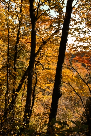 Beautiful Autumn landscape of sunset colored trees の写真素材