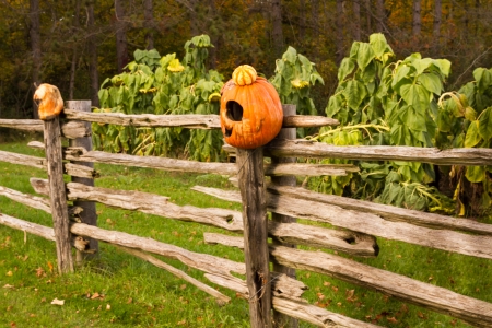 Scary and old pumpkin heads on top of wooden fence postsの写真素材