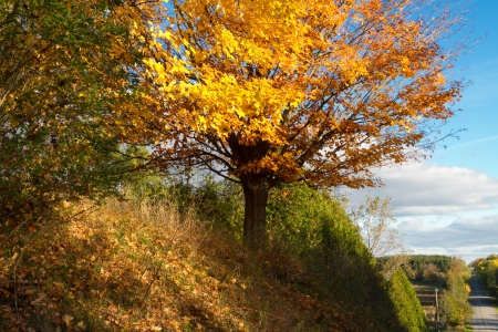 Colorful landscape from Autumn foliage of vibrant yellows and orangeの写真素材