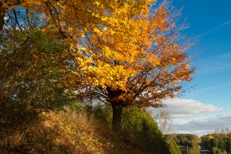 Colorful landscape from Autumn foliage of vibrant yellows and orangeの写真素材