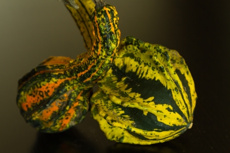 Gourds on a table with dark backgroundの写真素材