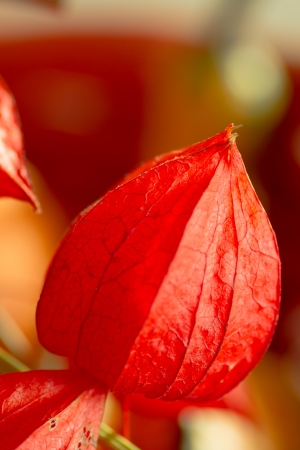 Chinese Lantern flower or Physalis alkekeng is a flower with 5 lobed corolla and red papery covering  It is also called Japanese lantern, hozuki or winter cherry の写真素材