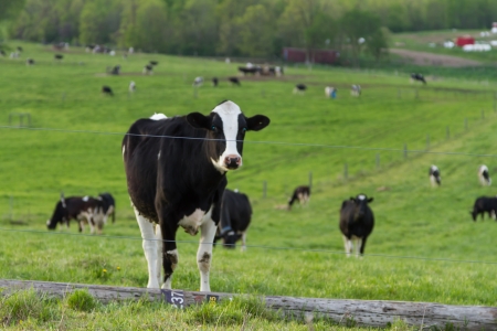 Black and white dairy cows grazing in green grass in a farmland; Holstein Cowsの写真素材