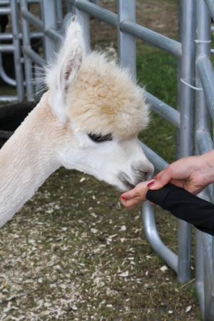 Picture showing a white Cria  young Alpaca  being fed by a little girls handsの写真素材