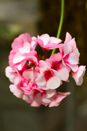 Closeup of small light pink flowersの写真素材