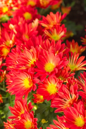 Orange and Yellow Chrysanthemumsの写真素材