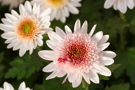 Beautiful white Chrysantemums with pink and yellow in the middleの写真素材
