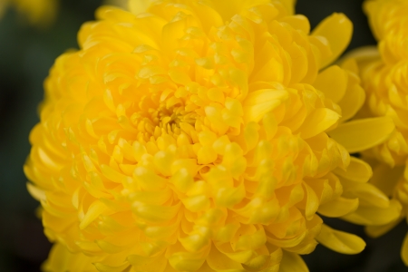 Yellow Chrysanthemum in full bloomの写真素材