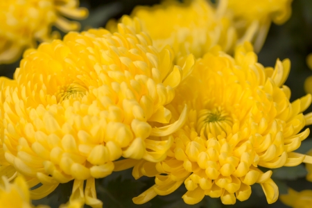 Yellow Chrysanthemumsの写真素材