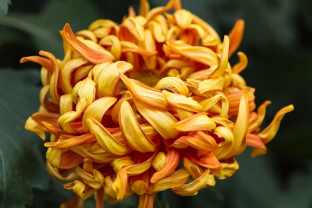 Yellow-orange Chrysanthemumの写真素材
