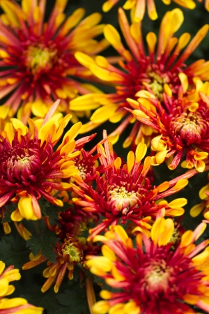 Yellow and  Red Chrysanthemumsの写真素材