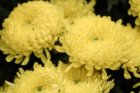 Chrysanthemums in full bloomの写真素材