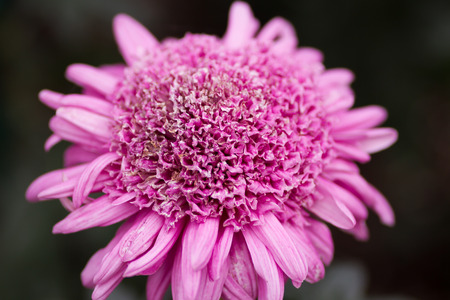 Pink Chrysanthemumの写真素材